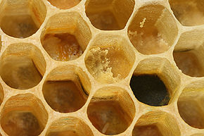 290px-Apis_mellifera_carnica_comb